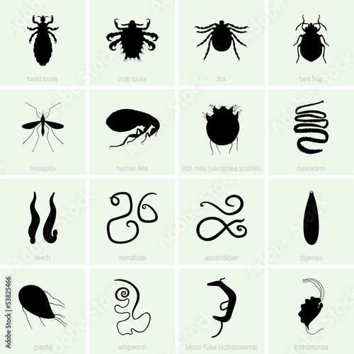 Human parasite icons photo