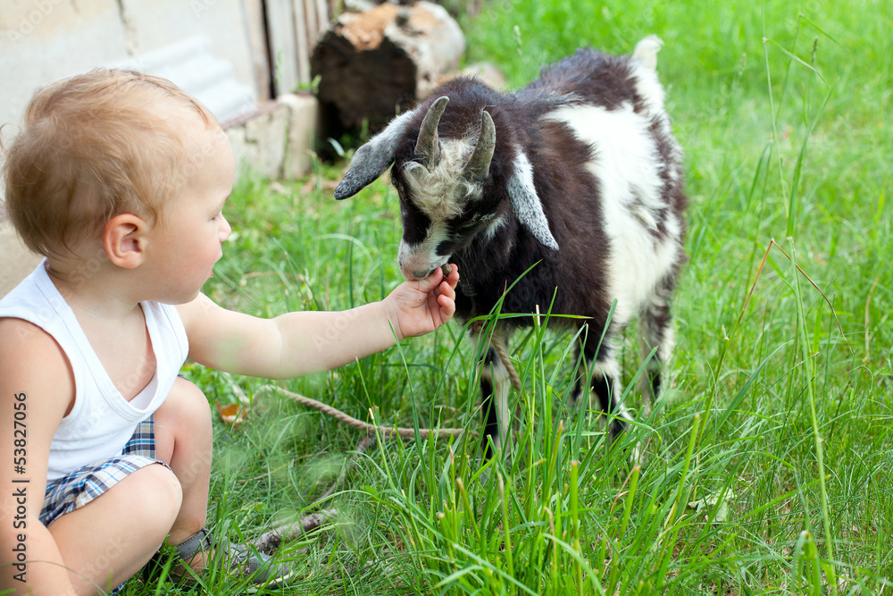 little boy and baby goat