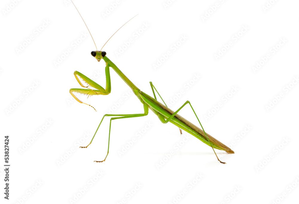 Mantis on white background