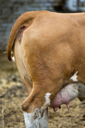 cow udder from behind