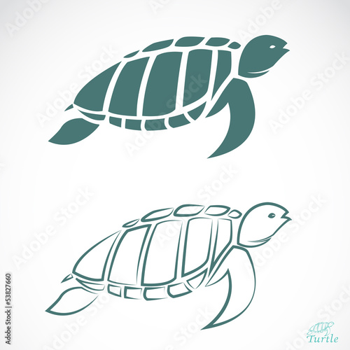 Vector image of an turtle on white background