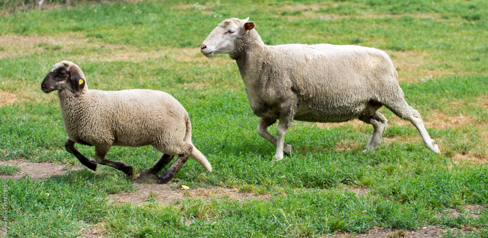 Sheep running on grass field Sheep running on grass field