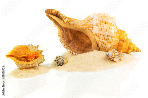 Spa concept with seashells