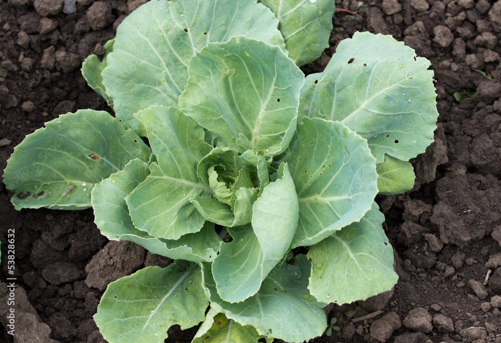Cabbage in the ground Cabbage in the ground