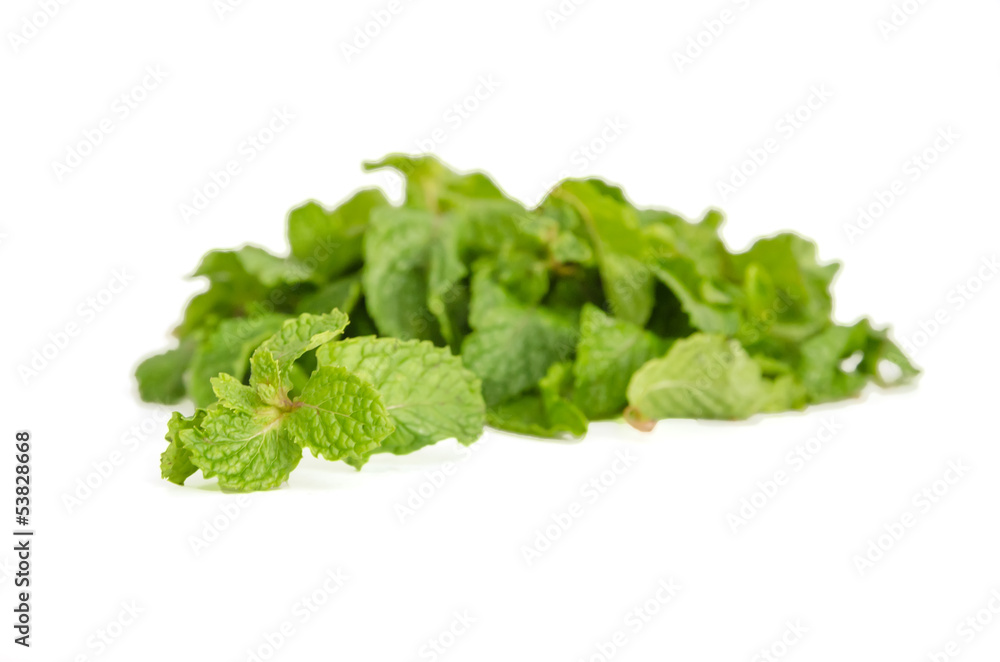 three fresh mint leaves isolated on white background. Studio mac