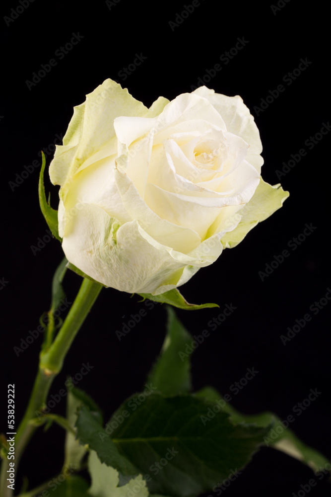 close up white rose isolated on black background close up white rose isolated on black background