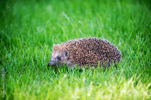 hedgehog on green lawn