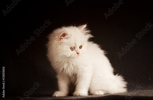 Adorable white Persian kitten © fotosmile777