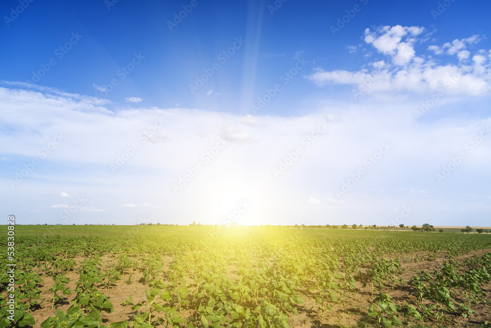 Obraz premium Sunrise field of sunflowers under blue sky.