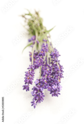 Fototapeta Naklejka Na Ścianę i Meble -  lavender flowers isolated on white background