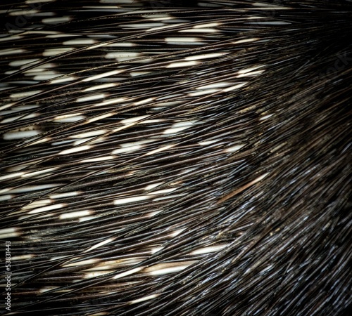 Porcupine's spines close-up