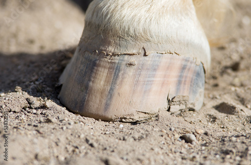 Photos Horse hoof stands on ground