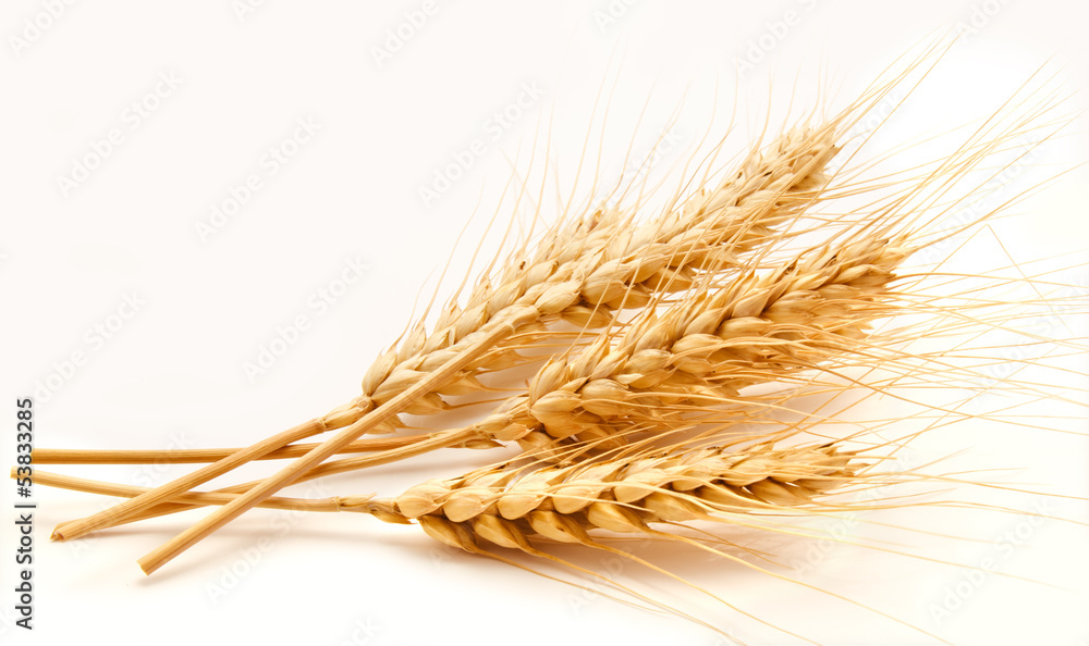 Wheat ears isolated on a white Wheat ears isolated on a white