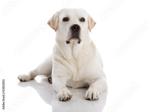 Labrador dog lying on floor