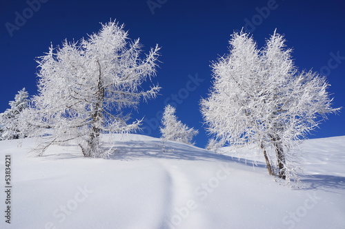 Larici ricoperti da neve e ghiaccio photo