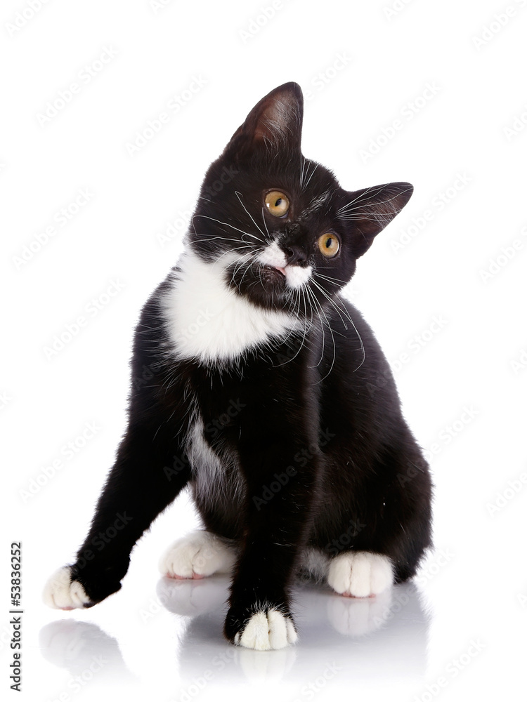 Black and white small kitten sits. Black and white small kitten sits.