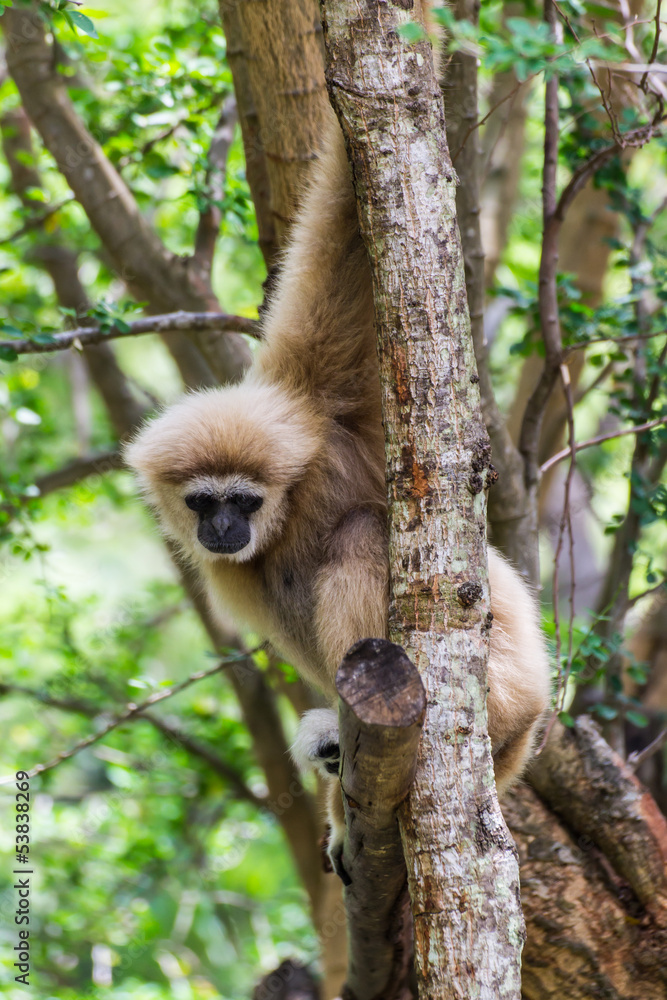 Naklejka premium Gibbon in Chiangmai Zoo , Thailand