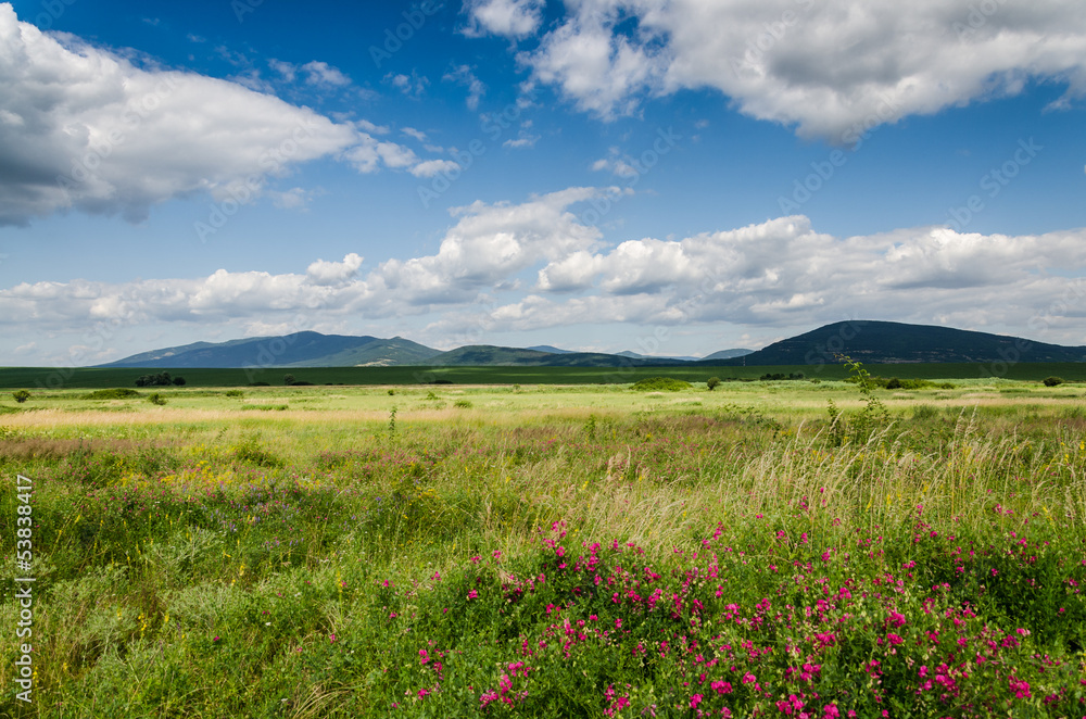 green field background green field background