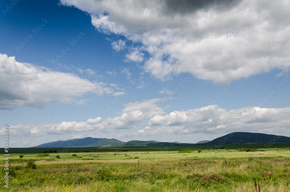 Fototapeta premium green field background