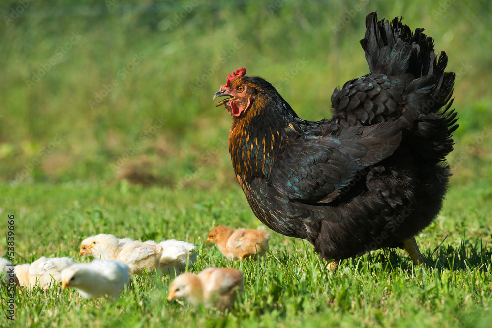 Fototapeta premium Henne mit Küken