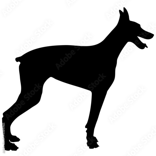 Doberman Silhouette