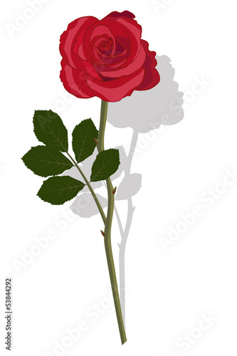 red rose with shadow