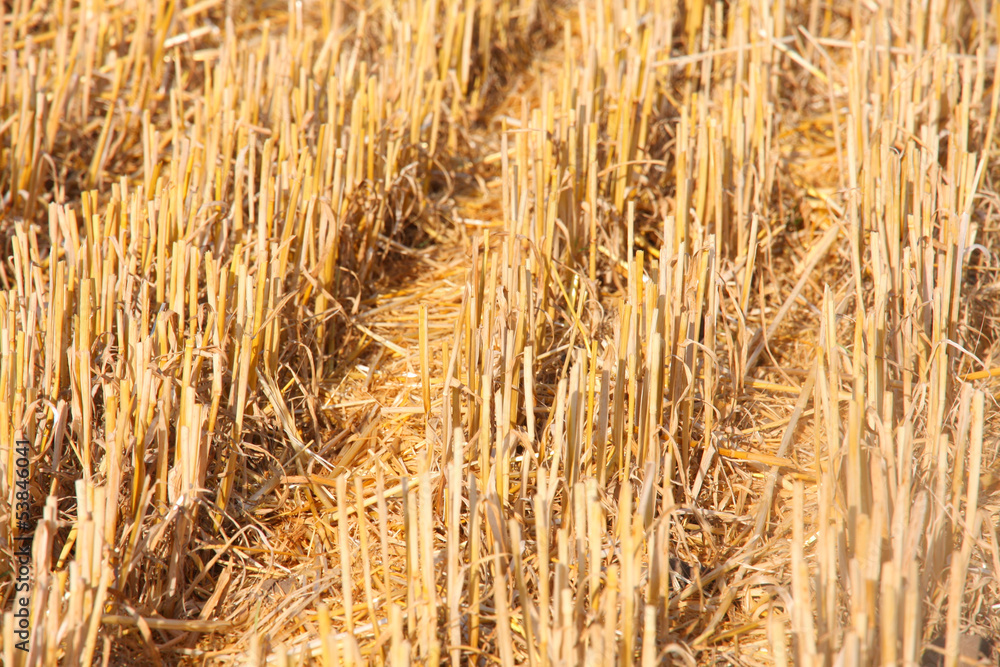 details of cutted wheat field soil plant on farmer field details of cutted wheat field soil plant on farmer field