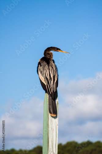 Anhinga Sitting On A Post