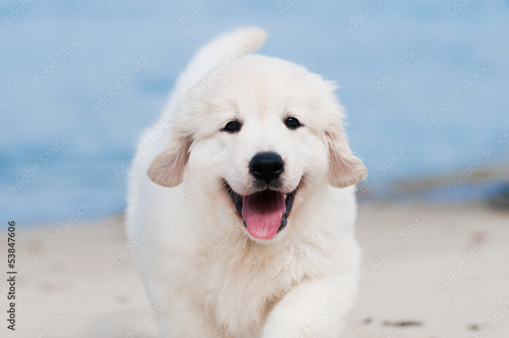 happy golden retriever puppy portrait happy golden retriever puppy portrait