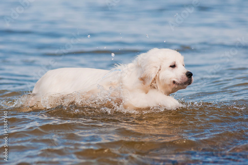 golden retriever puppy learns how to swim © otsphoto