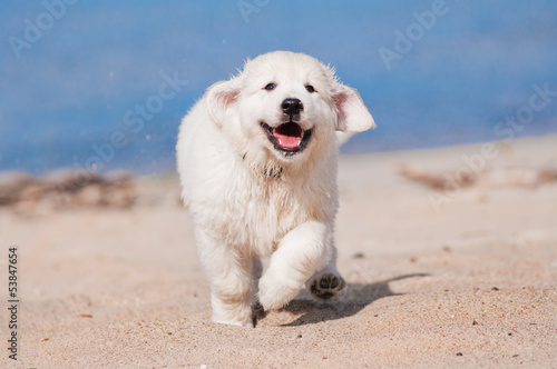 happy golden retriever puppy running at the beach