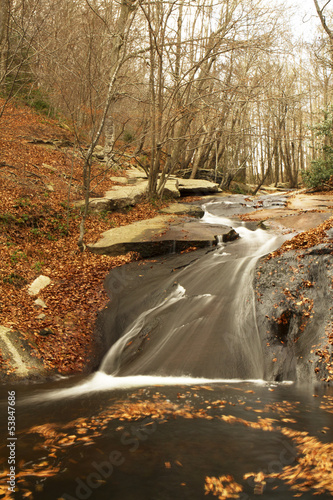 Fototapeta Naklejka Na Ścianę i Meble -  Autumn-in-the-forest