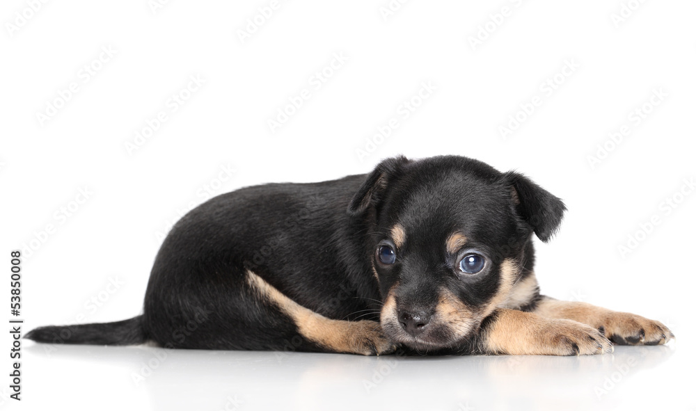 Chihuahua puppy lying