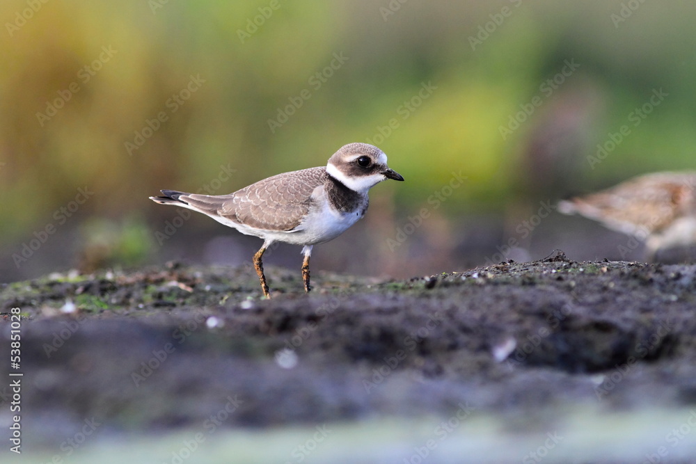 Common ringed plover Charadrius hiaticula