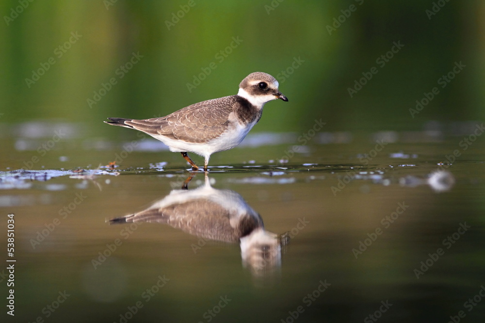 Common ringed plover Charadrius hiaticula Common ringed plover Charadrius hiaticula