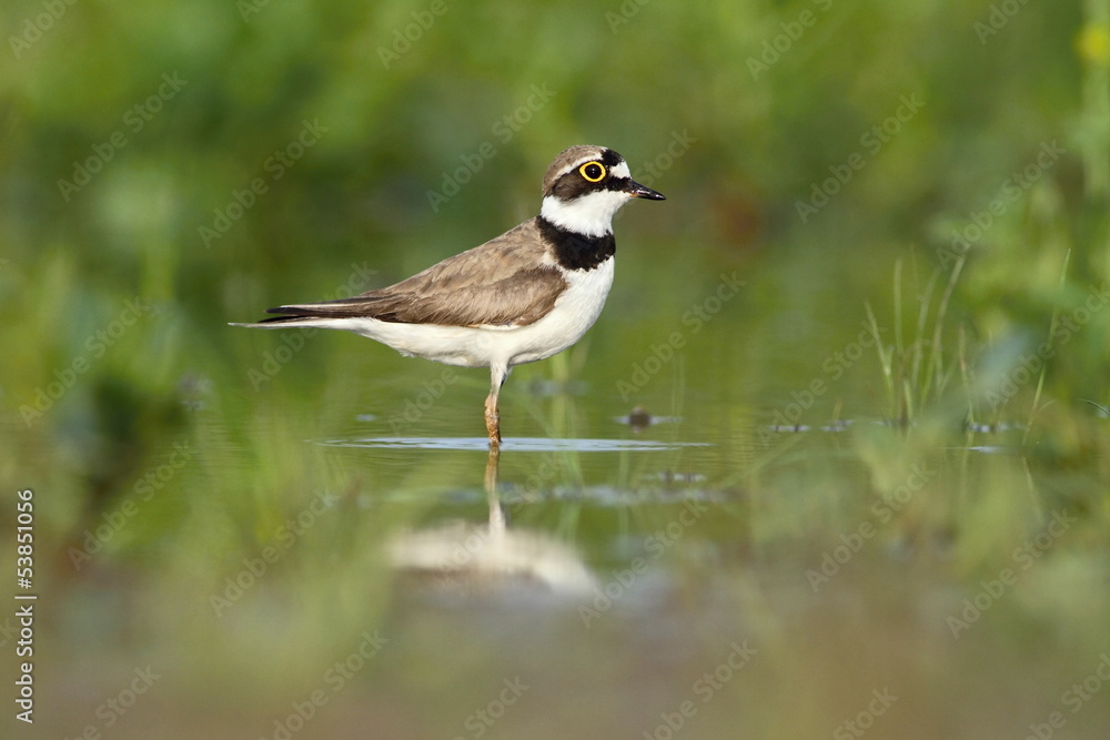 Little Ringed Plover Charadrius dubius Little Ringed Plover Charadrius dubius