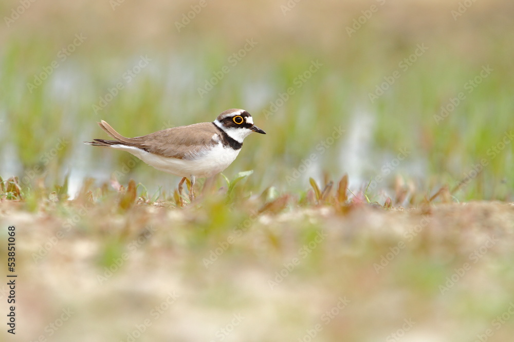 Little Ringed Plover Charadrius dubius Little Ringed Plover Charadrius dubius