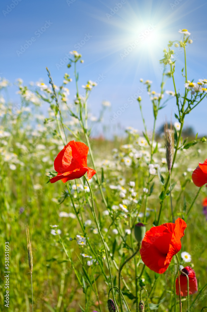 Obraz premium Summer field with blossoming flowers and poppies