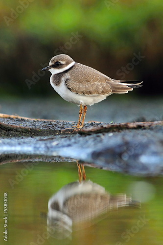 Common ringed plover Charadrius hiaticula