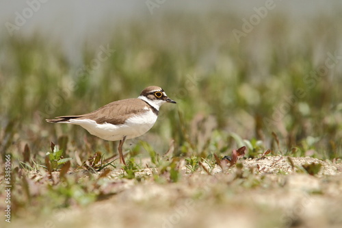 Little Ringed Plover Charadrius dubius