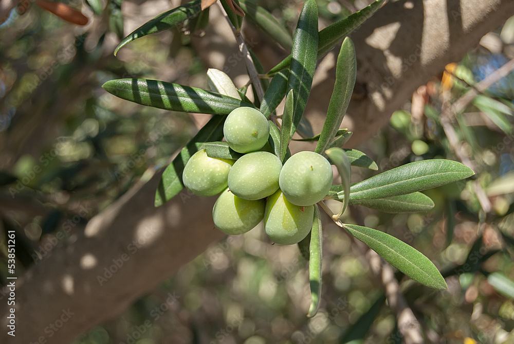 Green Olives