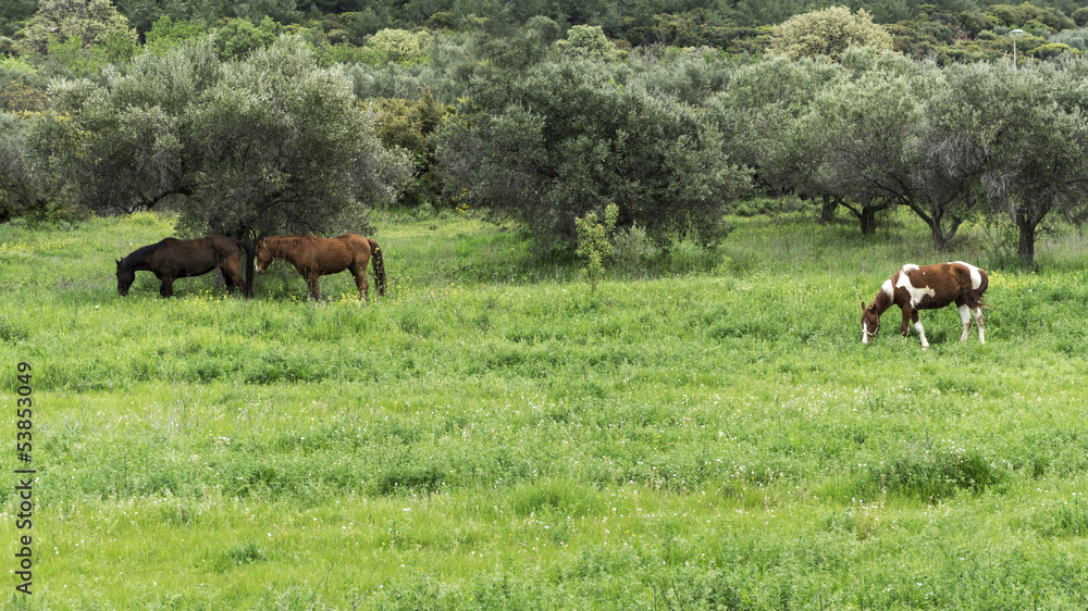 horses on the meadow horses on the meadow