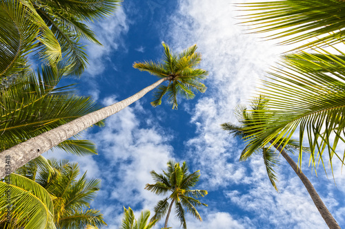 Palm tree and sky