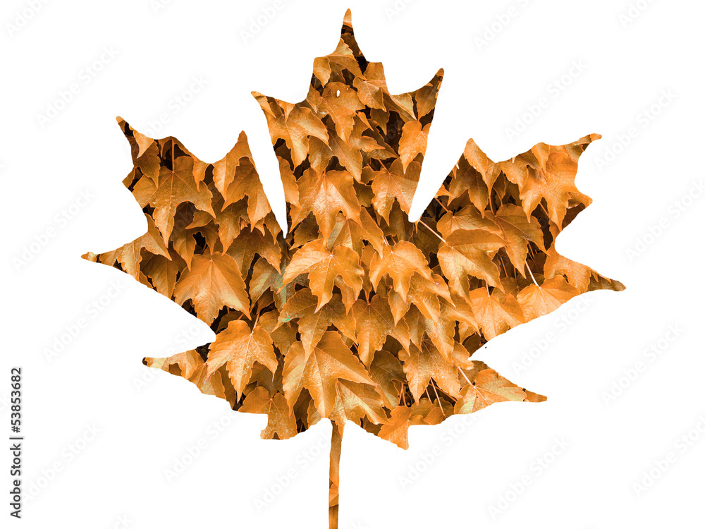 Fototapeta premium Autumn leaf