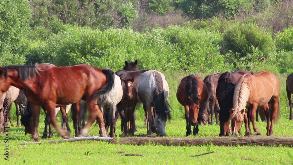 horses grazing on pasture horses grazing on pasture