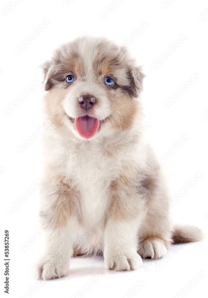 Obraz premium chiot berger australien