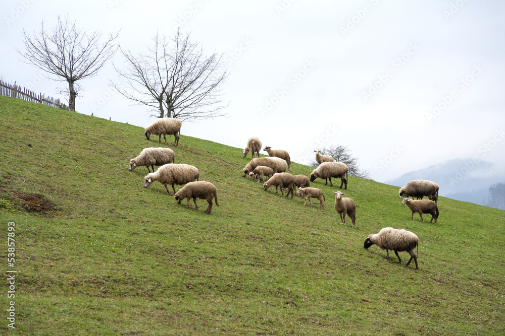 Fototapeta premium Sheep on a hillside