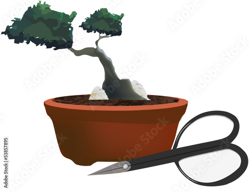 pianta  bonsai
