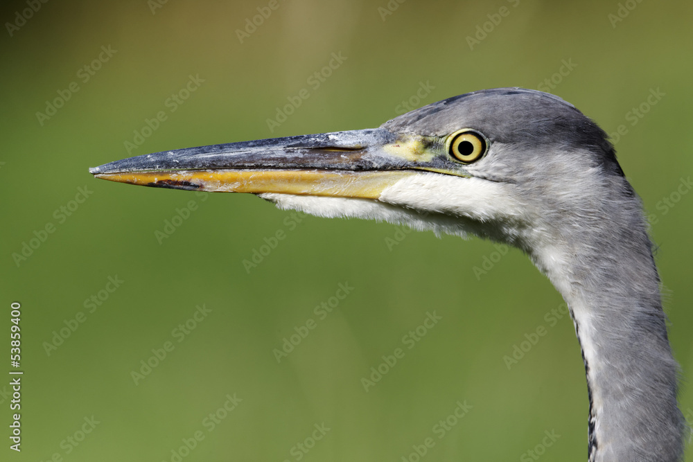 Grey heron, Ardea cinerea