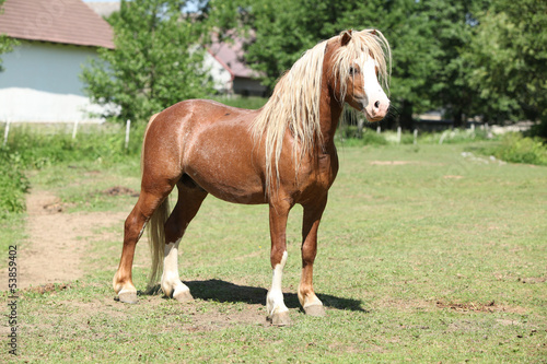Fototapeta Naklejka Na Ścianę i Meble -  Beautiful welsh mountain pony stallion on pasturage